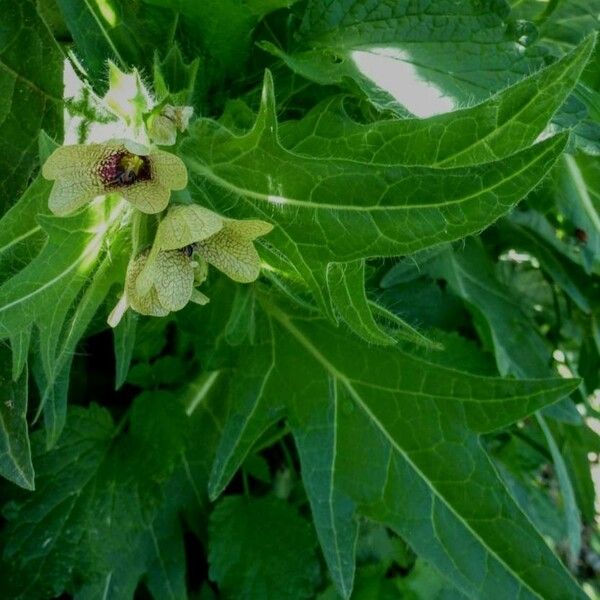 Hyoscyamus niger Blad