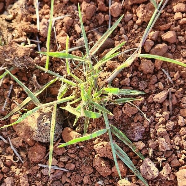 Eragrostis cilianensis Lapas