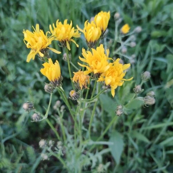 Crepis biennis Bloem