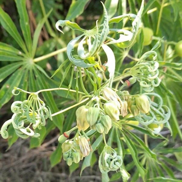 Manihot grahamii Flower