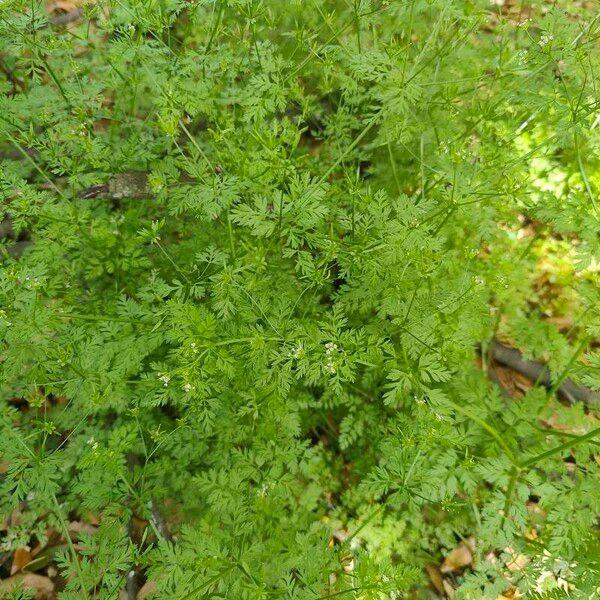 Chaerophyllum tainturieri 葉