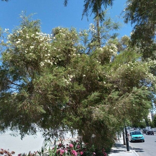 Melaleuca linariifolia Hábito