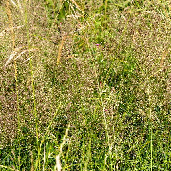 Agrostis capillaris Celota