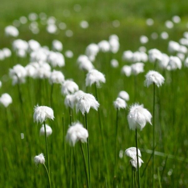 Eriophorum scheuchzeri Cvet