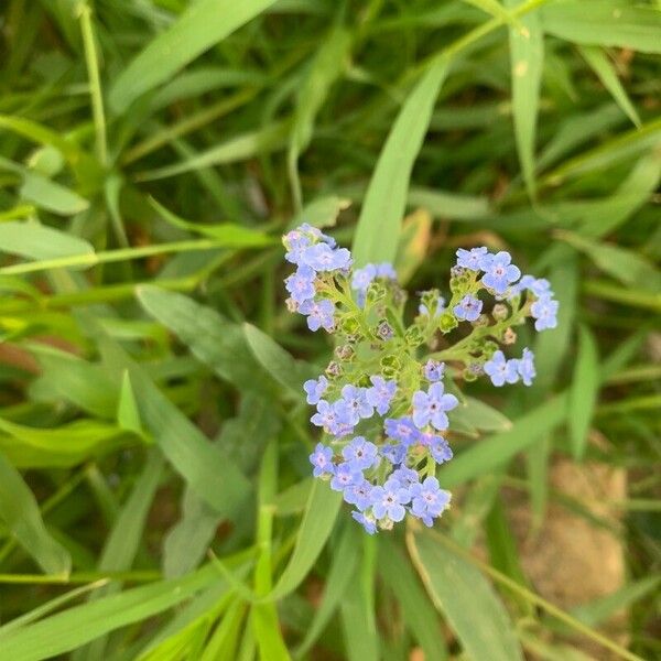 Hackelia velutina Fiore