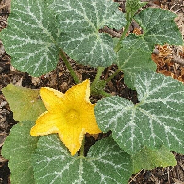 Cucurbita moschata Õis