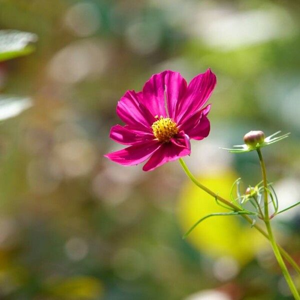 Cosmos caudatus Blomma