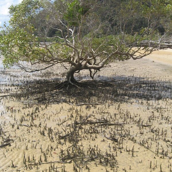 Avicennia marina Облик