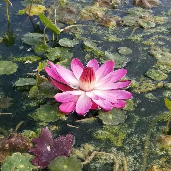 Nymphaea rubra Цвят