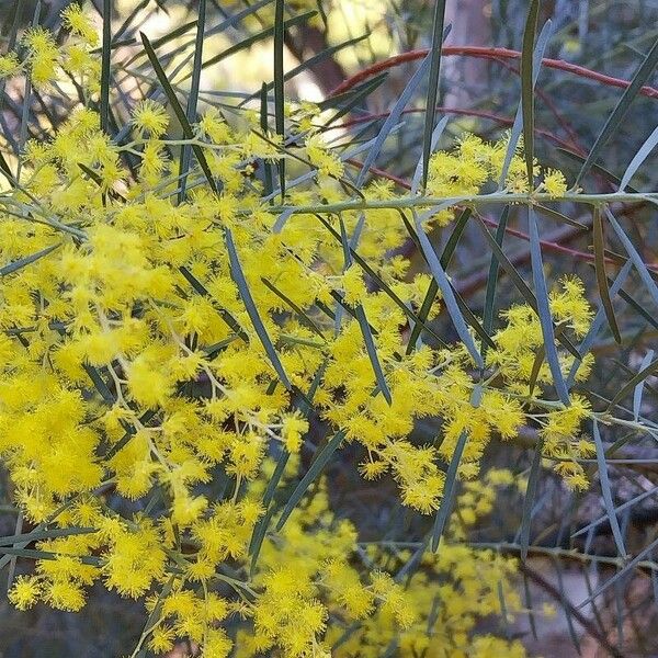 Acacia boormanii Blomma