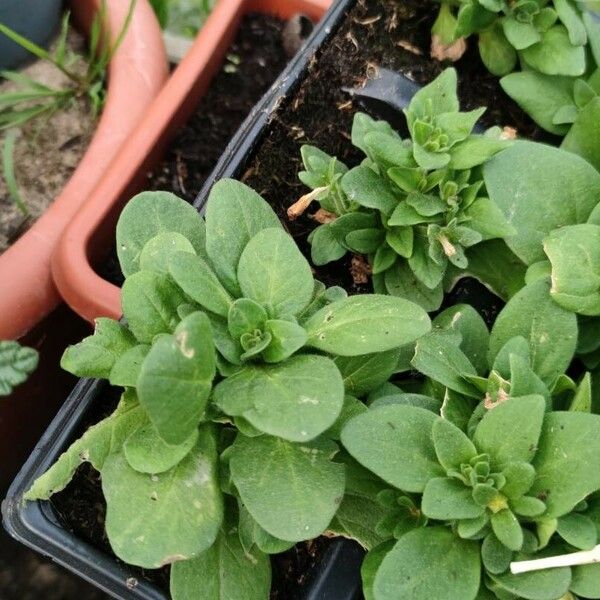 Petunia x atkinsiana Fuelha