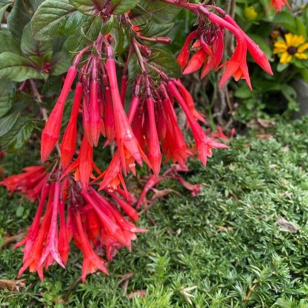 Fuchsia triphylla Blüte