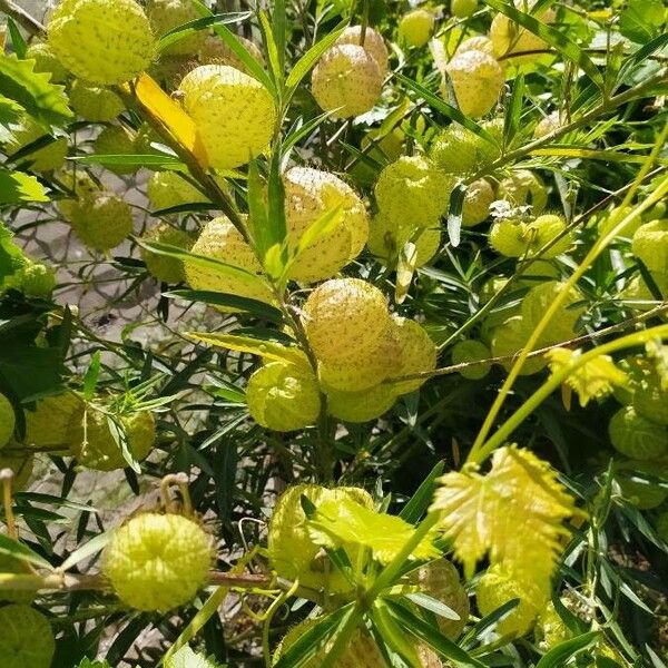 Gomphocarpus physocarpus Frucht