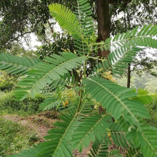 Sesbania sesban Flor