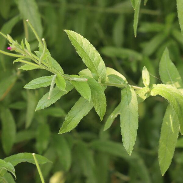 Epilobium hirsutum Leaf