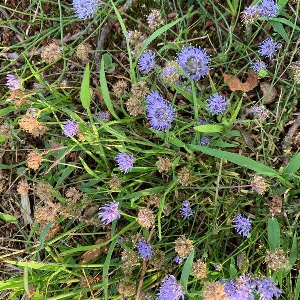 Jasione montana Blüte