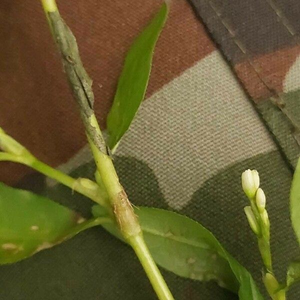 Persicaria minor অন্যান্য