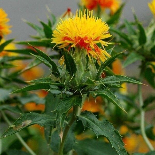 Carthamus tinctorius Flower