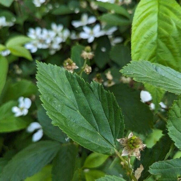 Rubus pensilvanicus Ліст