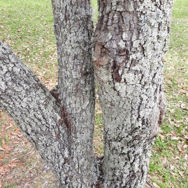 Quercus fusiformis Bark