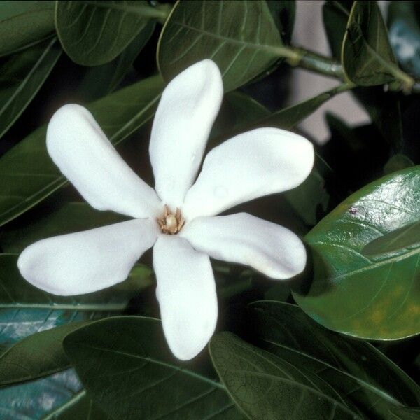 Gardenia taitensis ᱵᱟᱦᱟ