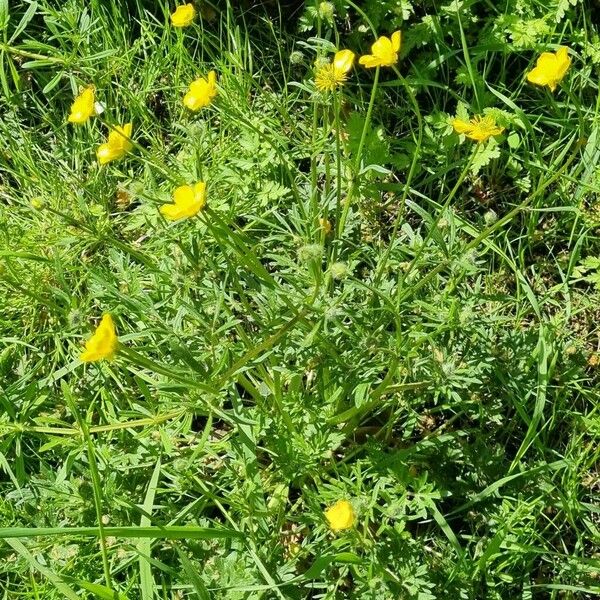 Ranunculus macrophyllus Pokrój