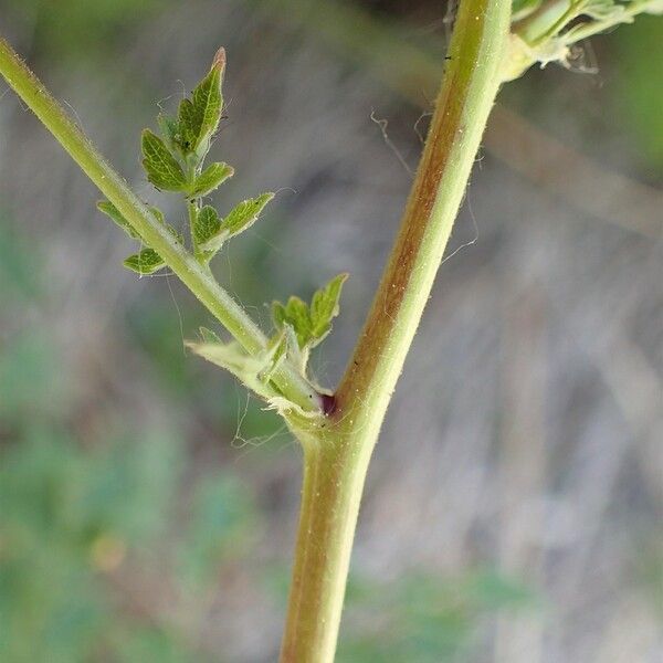 Thalictrum minus Bark