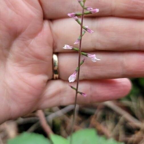 Phryma leptostachya Flower