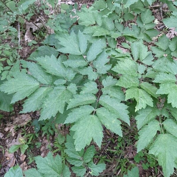 Actaea racemosa Folha