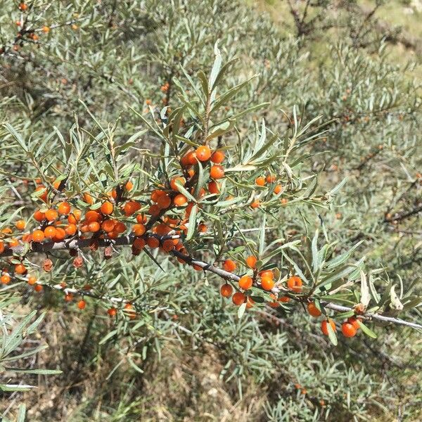 Hippophae rhamnoides Inny