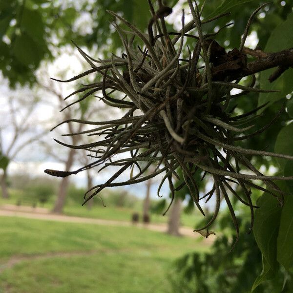 Tillandsia recurvata Leaf