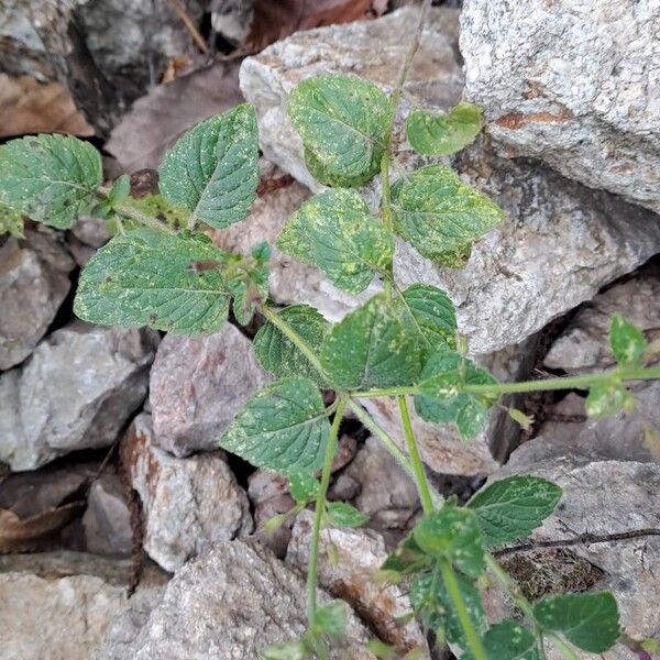 Clinopodium grandiflorum Leaf