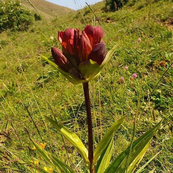 Gentiana purpurea Cvet