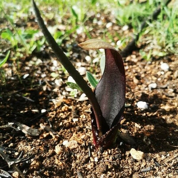 Biarum tenuifolium Fiore