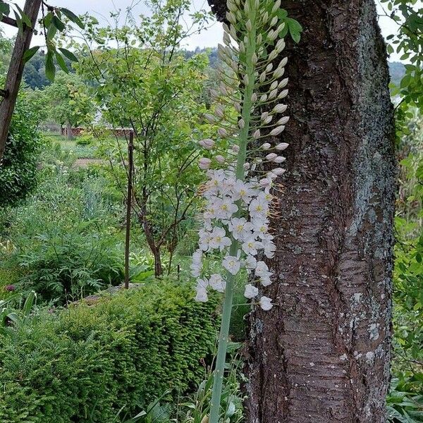 Eremurus robustus Fleur