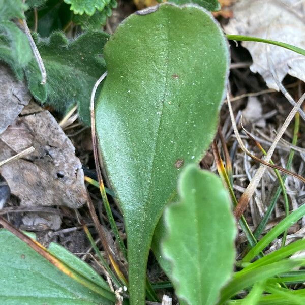 Globularia vulgaris Leaf