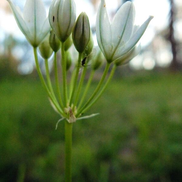 Triteleia hyacinthina Flower