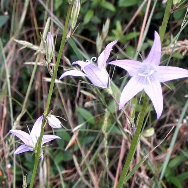 Campanula rapunculus Flower