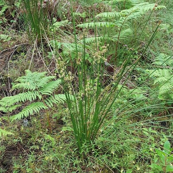 Scirpoides holoschoenus Plante entière