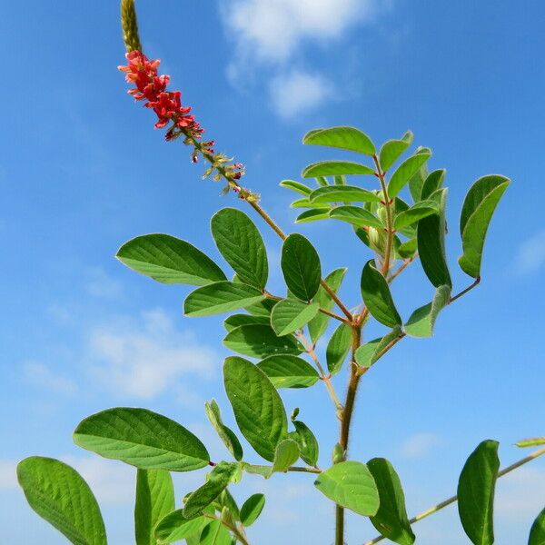 Indigofera hirsuta Costuma