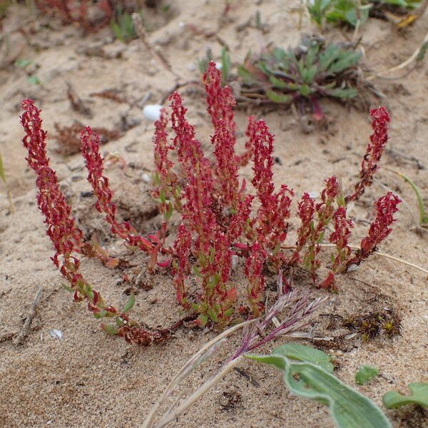 Rumex bucephalophorus Агульны выгляд