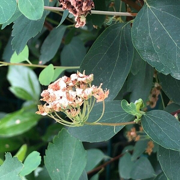 Spiraea chamaedryfolia Flower