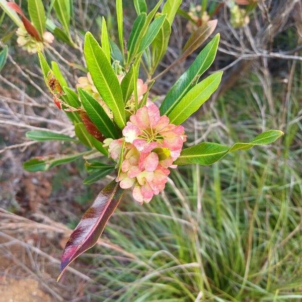 Dodonaea viscosa Flor