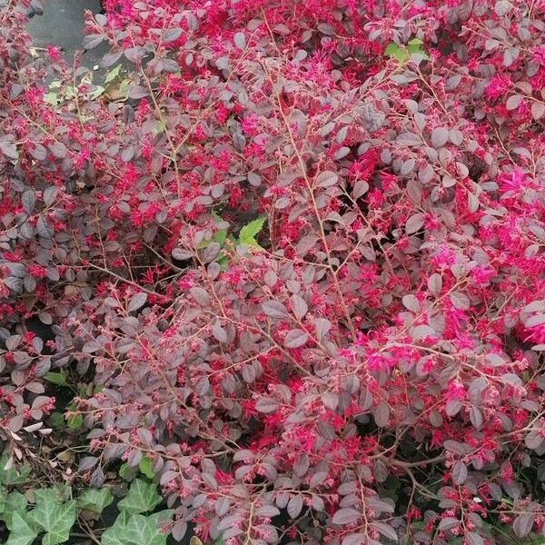 Loropetalum chinense Floare