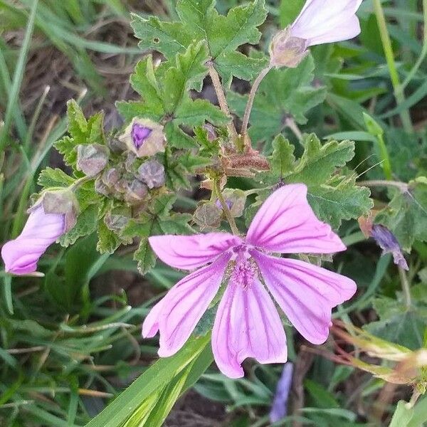 Malva sylvestris Kwiat