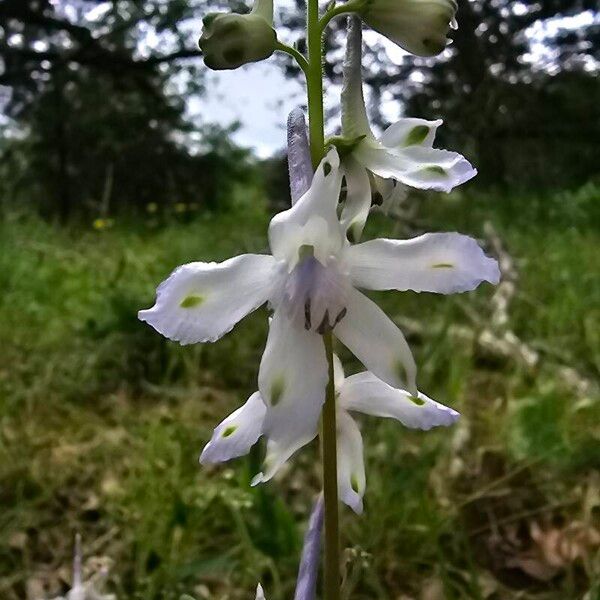 Delphinium carolinianum Flower