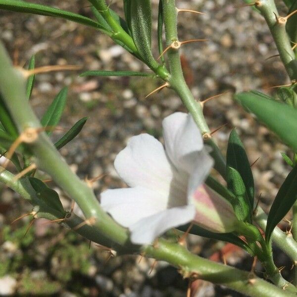 Pachypodium bispinosum 花