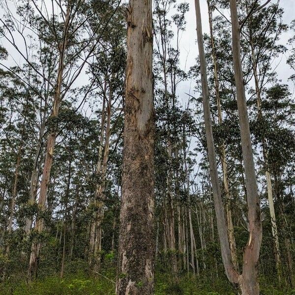 Eucalyptus regnans Bark