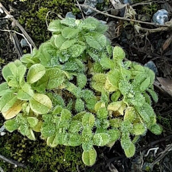 Cerastium glomeratum موطن