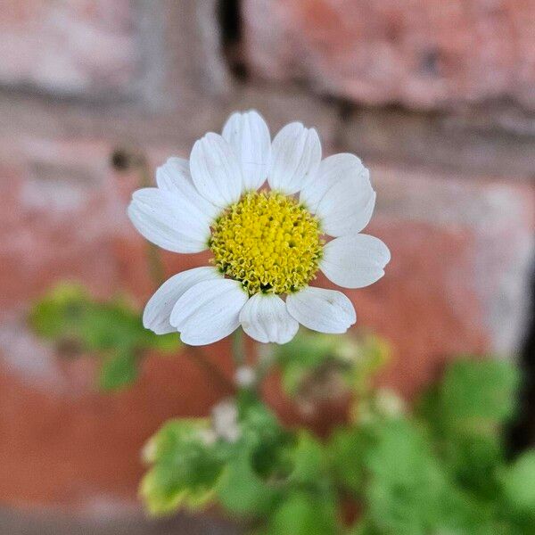 Tanacetum parthenium Flor